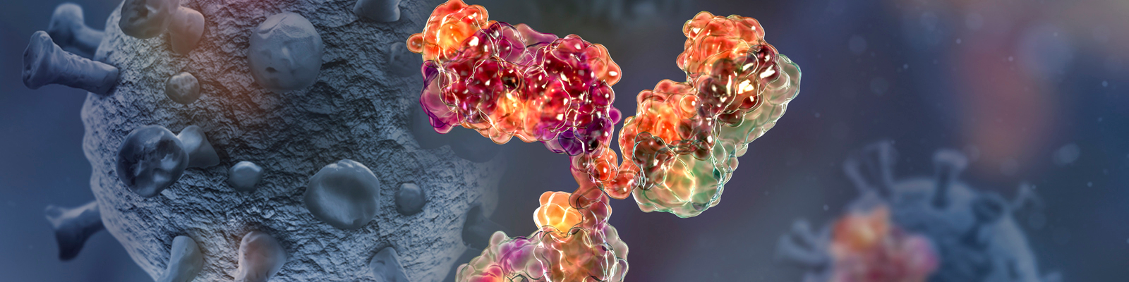 Monoclonal Antibody Standards