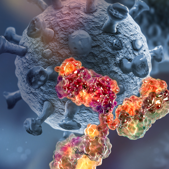 Monoclonal Antibody Standards