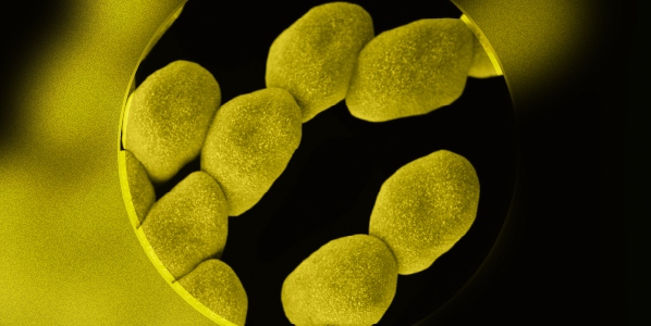 Microbiological quality control testing